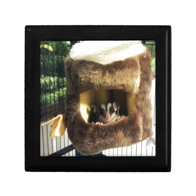 Sugar Glider in Furry Tree Truck Hanging Bed Gift Box (Front)