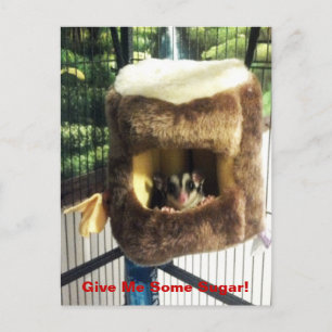 Sugar Glider in Furry Tree Truck Hanging Bed Postcard