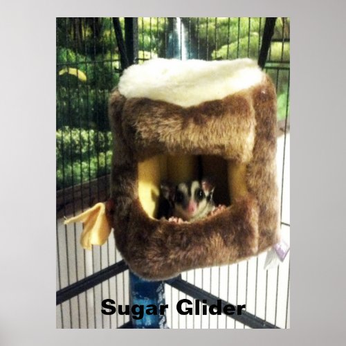 Sugar Glider in Furry Tree Truck Hanging Bed Poster
