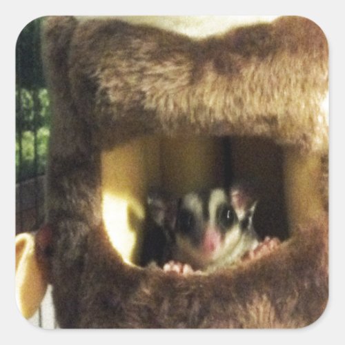Sugar Glider in Furry Tree Truck Hanging Bed Square Sticker