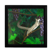 Sugar Glider in Grape Vines