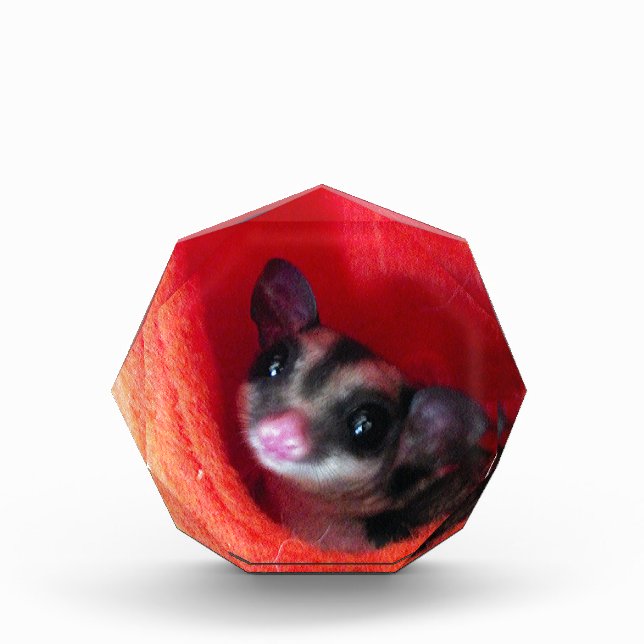 Sugar Glider in Orange Hanging Bed Acrylic Award (Front)