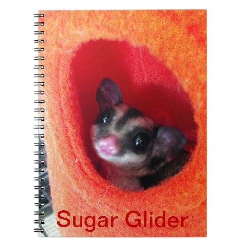Sugar Glider in Orange Hanging Bed Notebook