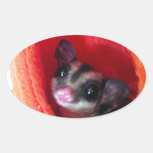 Sugar Glider in Orange Hanging Bed Oval Sticker (Front)