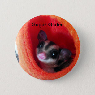 Sugar Glider in Orange Hanging Bed Pinback Button
