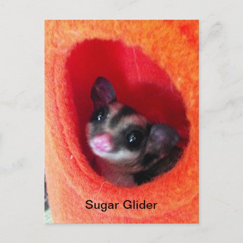 Sugar Glider in Orange Hanging Bed Postcard