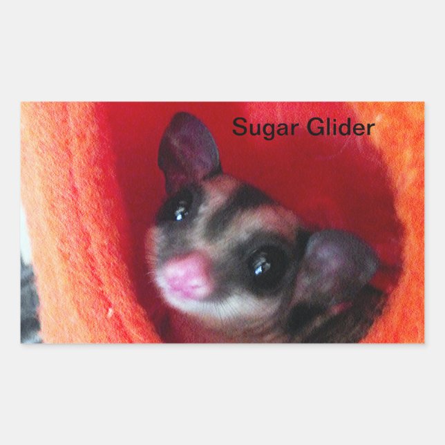 Sugar Glider in Orange Hanging Bed Rectangular Sticker (Front)