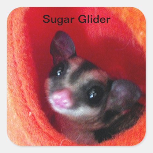 Sugar Glider in Orange Hanging Bed Square Sticker