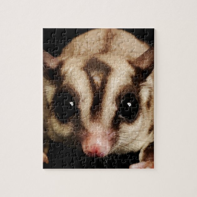 sugar glider puzzle box