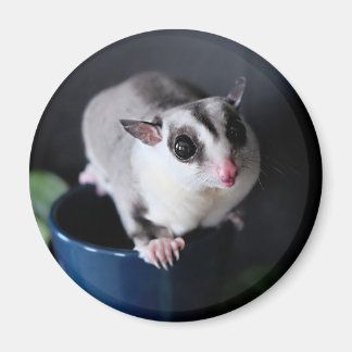 Sugar Glider Magnet