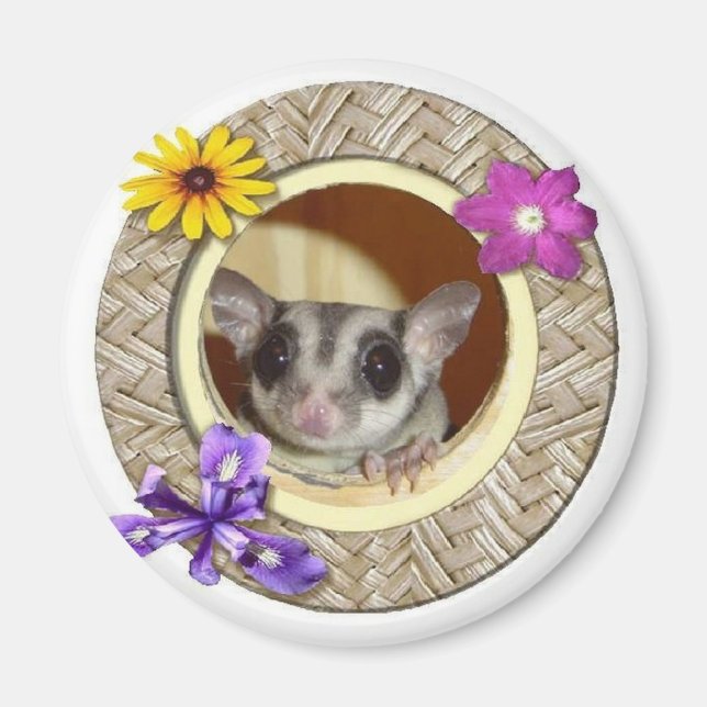 Sugar Glider Magnet (Front)