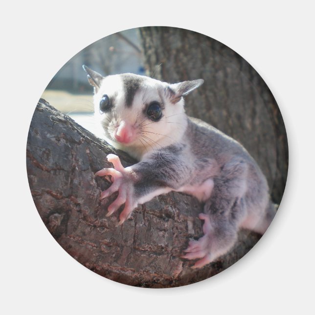 sugar glider magnet (Front)
