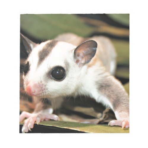 Sugar Glider Notepad