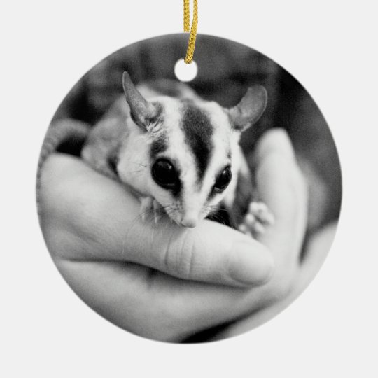 Sugar Glider Ornament Zazzle Com