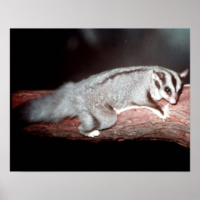 Sugar Glider - Petaurus breviceps Poster (Front)