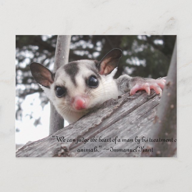 sugar glider post card (Front)