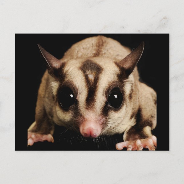Sugar Glider Postcard (Front)