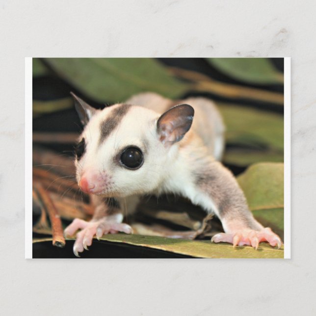 Sugar Glider Postcard (Front)