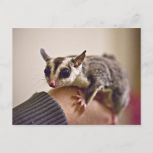 Aussie Animal Sugar Gilder Gifts If You Dont Have One Youll Never Understand Sugar Glider Throw Pillow Multicolor 18x18 
