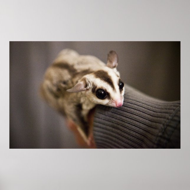 Sugar Glider poster (Front)
