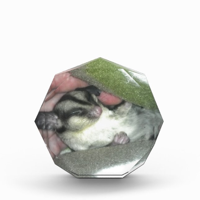 Sugar Glider Sleeping in Blanket Award (Front)