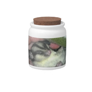 Sugar Glider Sleeping in Blanket Candy Jar