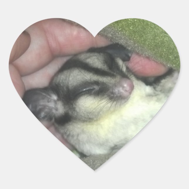Sugar Glider Sleeping in Blanket Heart Sticker (Front)