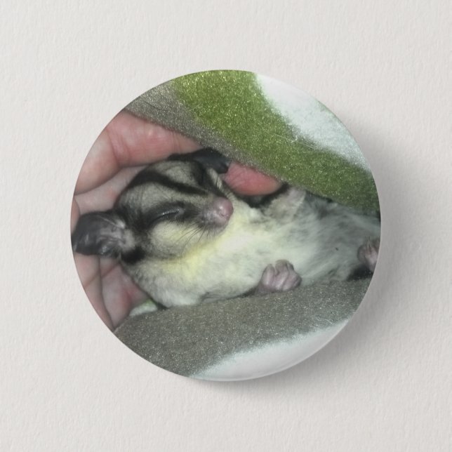 Sugar Glider Sleeping in Blanket Pinback Button (Front)
