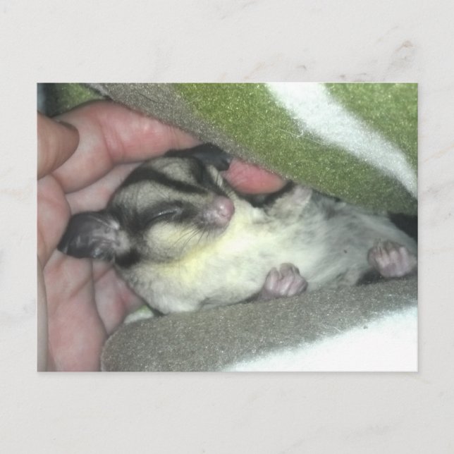 Sugar Glider Sleeping in Blanket Postcard (Front)