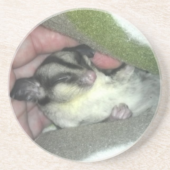 Sugar Glider Sleeping in Blanket Sandstone Coaster (Front)