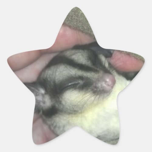 Sugar Glider Sleeping in Blanket Star Sticker