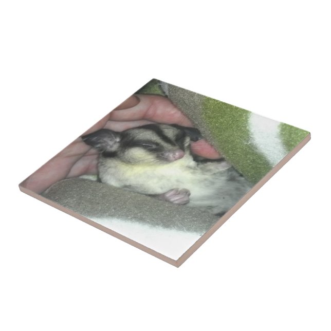 Sugar Glider Sleeping in Blanket Tile (Side)