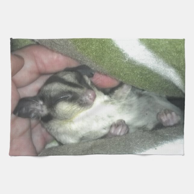 Sugar Glider Sleeping in Blanket Towel (Horizontal)