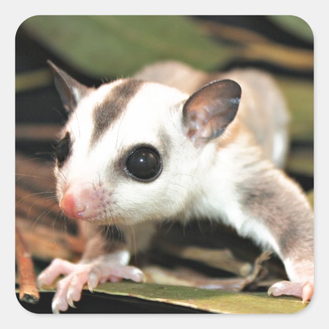 Sugar Glider Square Sticker (Front)