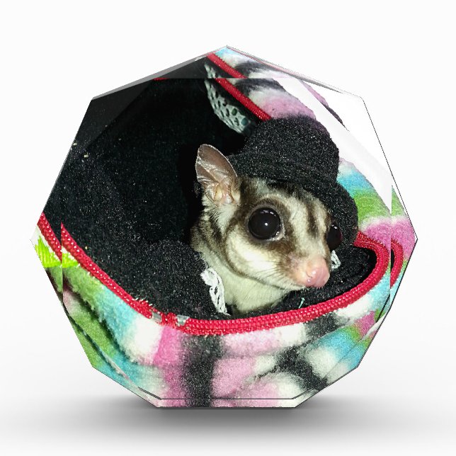 Sugar Glider Wearing a Hat Acrylic Award (Front)