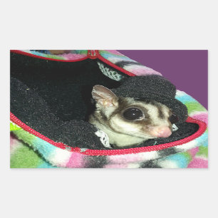 Sugar Glider Wearing a Hat Rectangular Sticker