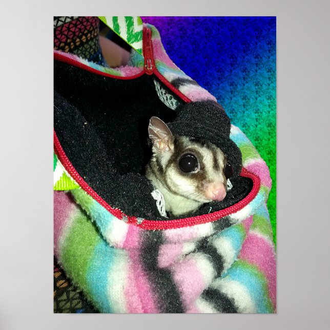 Sugar Glider Wearing a Hat Small Poster (Front)