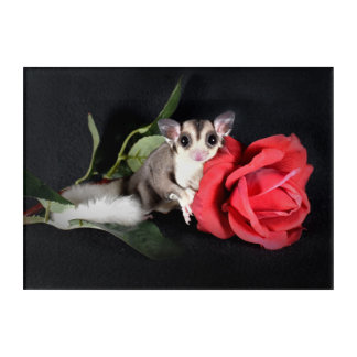 Sugar Glider with Rose Acrylic Print