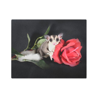 Sugar Glider with Rose Metal Print