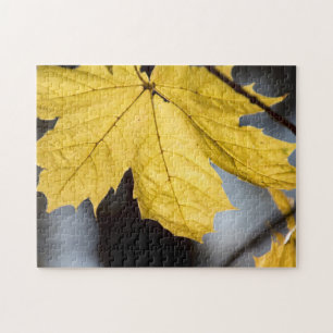 Sugar maple, fall jigsaw puzzle