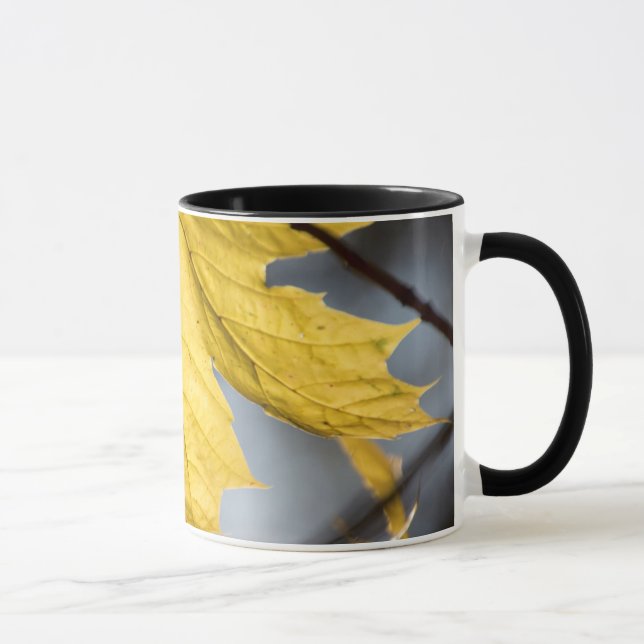 Sugar maple, fall mug (Right)