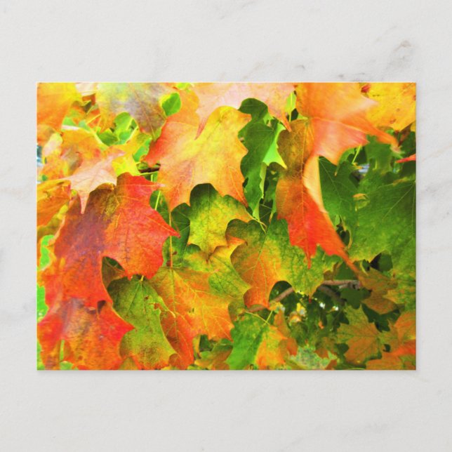 Sugar Maple Leaves Changing Color in Autumn Postcard (Front)