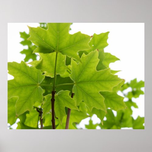 Sugar Maple Leaves Poster