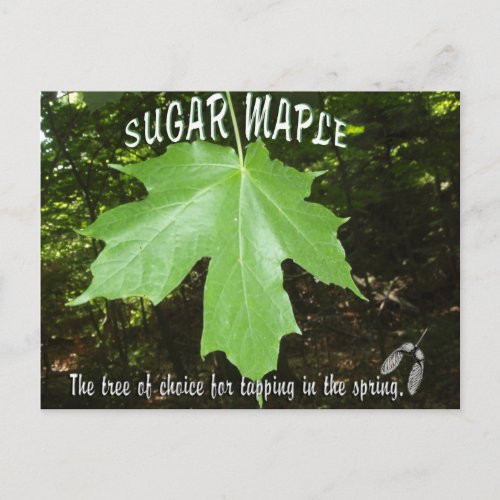 SUGAR MAPLE TREE LEAF POSTCARD