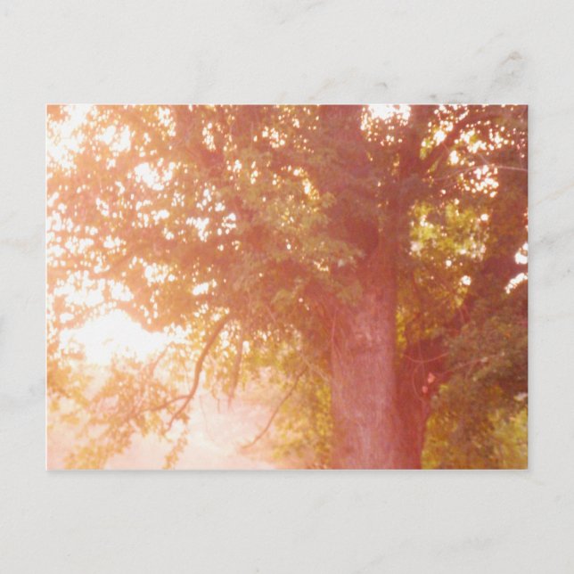 Sugar Maple Tree Sunrise Photo Postcard (Front)