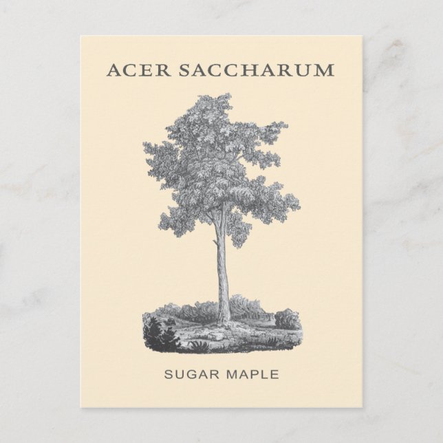 Sugar maple tree with vintage illustration postcard (Front)