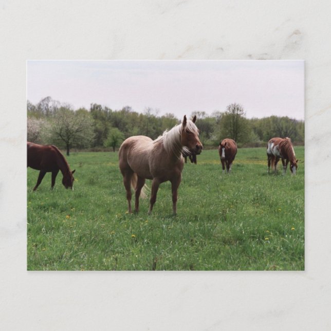 Sugar, Sky, Lady, & Harley Postcard (Front)