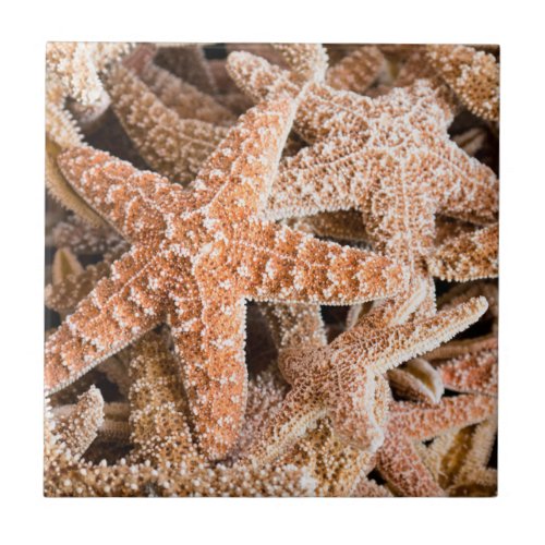 Sugar Starfish Ceramic Tile