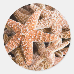 Sugar Starfish Round Sticker
