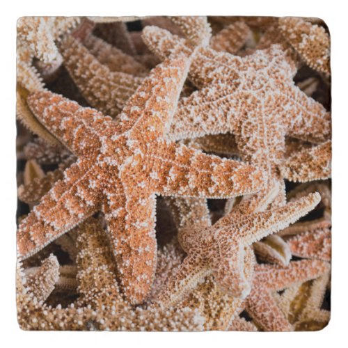 Sugar Starfish Stone Trivets